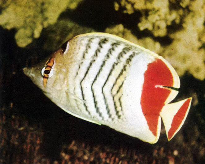 CHAETODON CHRYSURUS